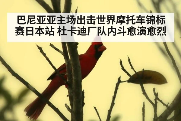 巴尼亚亚主场出击世界摩托车锦标赛日本站 杜卡迪厂队内斗愈演愈烈