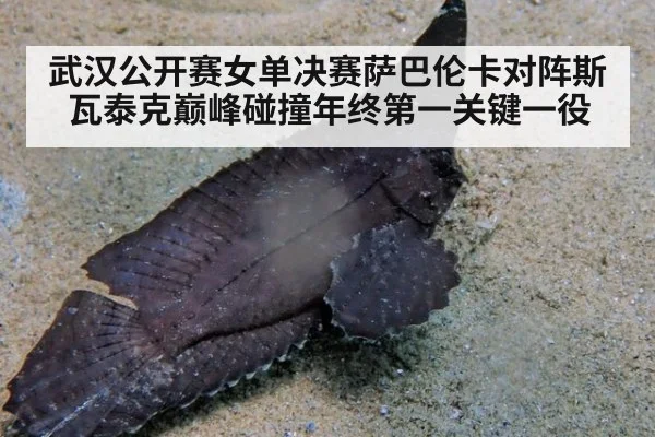 武汉公开赛女单决赛萨巴伦卡对阵斯瓦泰克巅峰碰撞年终第一关键一役